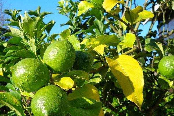 2018种柠檬赚钱吗?柠檬种植的利润与投资成本及前景预测