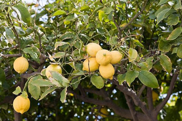 2018种柠檬赚钱吗?柠檬种植的利润与投资成本及前景预测