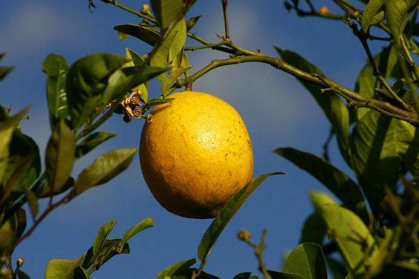 2018种柠檬赚钱吗?柠檬种植的利润与投资成本及前景预测