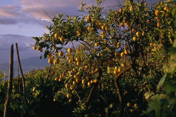 2018种柠檬赚钱吗?柠檬种植的利润与投资成本及前景预测