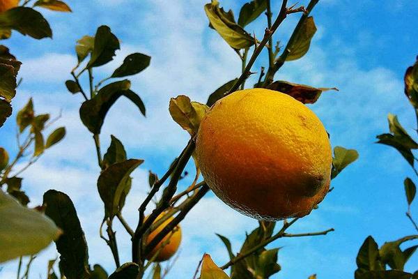 2018种柠檬赚钱吗?柠檬种植的利润与投资成本及前景预测