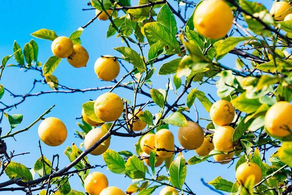 2018种柠檬赚钱吗?柠檬种植的利润与投资成本及前景预测