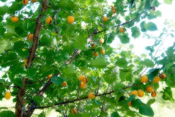 2018种杏树赚钱吗?杏树种植的利润与投资成本及前景预测