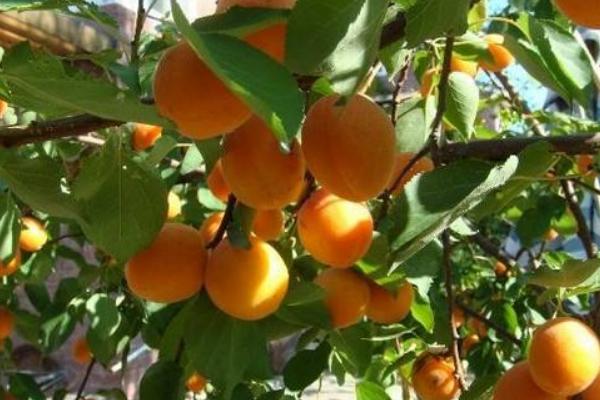 2018种杏树赚钱吗?杏树种植的利润与投资成本及前景预测