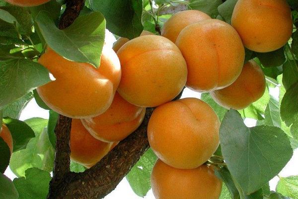 2018种杏树赚钱吗?杏树种植的利润与投资成本及前景预测