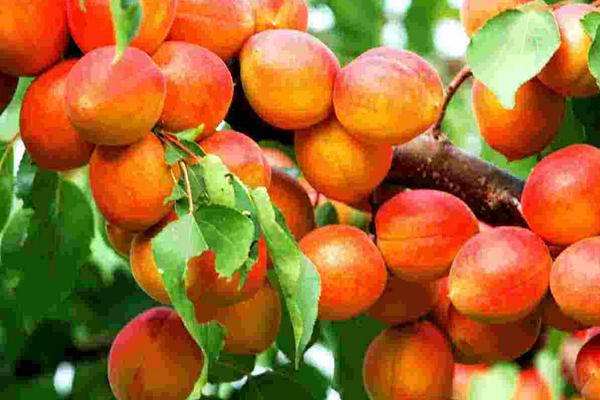 2018种杏树赚钱吗?杏树种植的利润与投资成本及前景预测