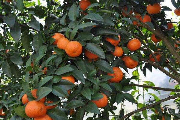 2018种砂糖橘赚钱吗?砂糖橘种植的利润与投资成本及前景预测