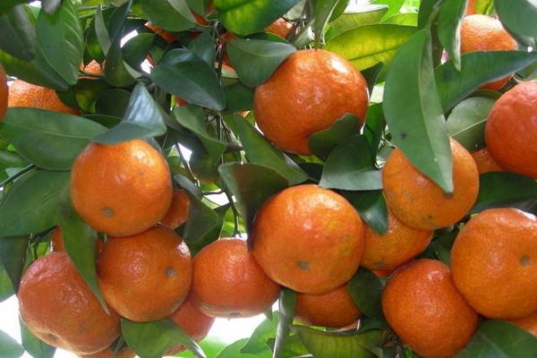 2018种砂糖橘赚钱吗?砂糖橘种植的利润与投资成本及前景预测