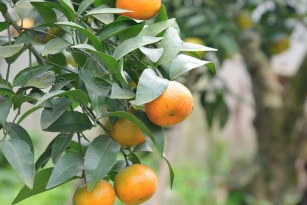 2018种砂糖橘赚钱吗?砂糖橘种植的利润与投资成本及前景预测