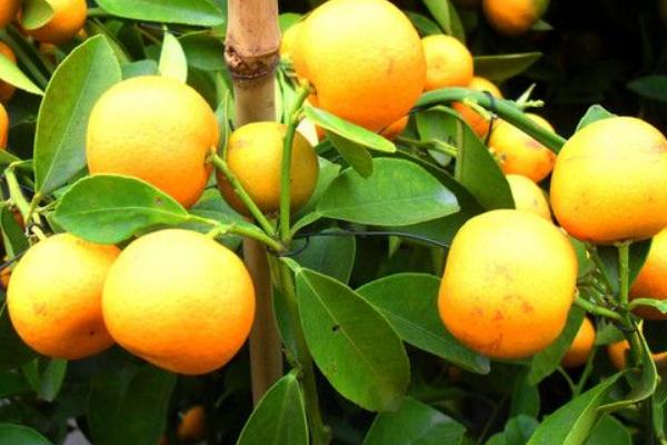 2018种砂糖橘赚钱吗?砂糖橘种植的利润与投资成本及前景预测