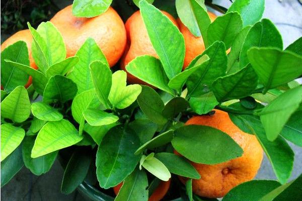 2018种砂糖橘赚钱吗?砂糖橘种植的利润与投资成本及前景预测