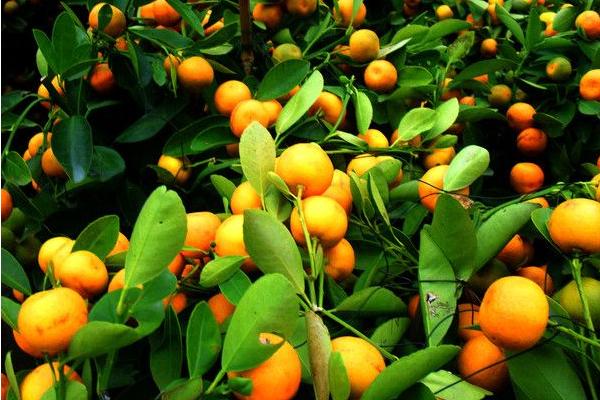 2018种砂糖橘赚钱吗?砂糖橘种植的利润与投资成本及前景预测