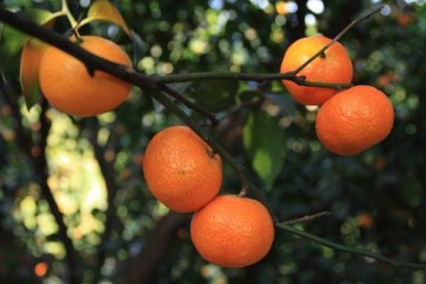 2018种砂糖橘赚钱吗?砂糖橘种植的利润与投资成本及前景预测