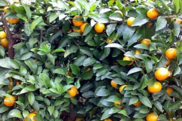 2018种砂糖橘赚钱吗?砂糖橘种植的利润与投资成本及前景预测