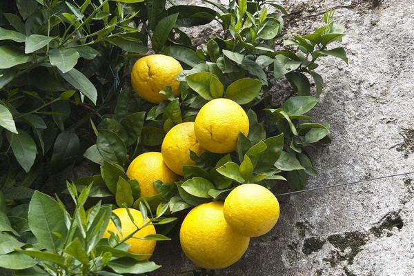 2018种柚子赚钱吗?柚子种植的利润与投资成本及前景预测