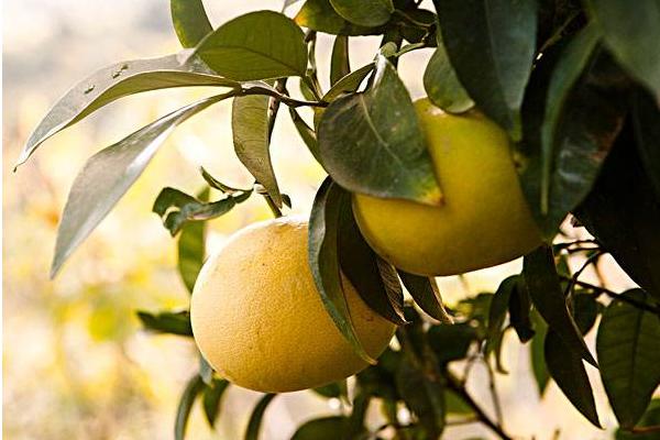 2018种柚子赚钱吗?柚子种植的利润与投资成本及前景预测