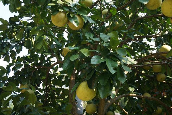 2018种柚子赚钱吗?柚子种植的利润与投资成本及前景预测