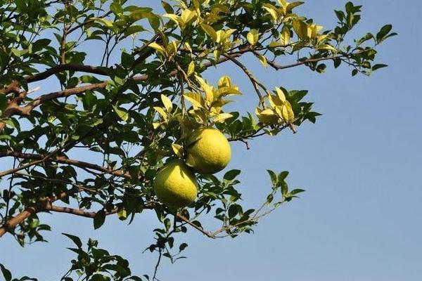 2018种柚子赚钱吗?柚子种植的利润与投资成本及前景预测