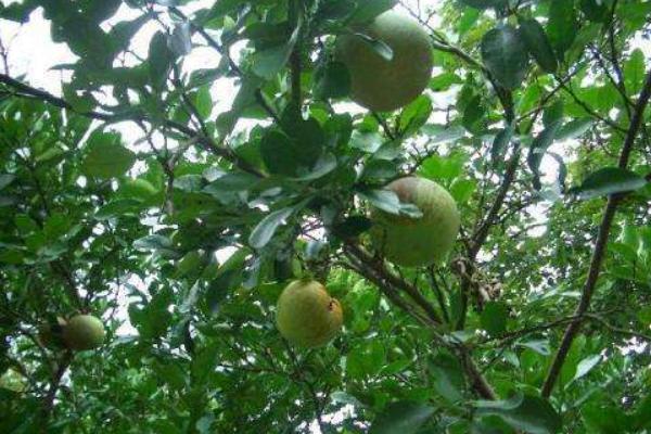 2018种柚子赚钱吗?柚子种植的利润与投资成本及前景预测