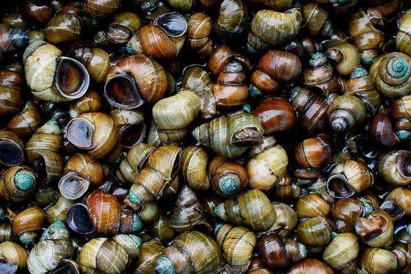 养殖田螺侵袭性疾病的治疗