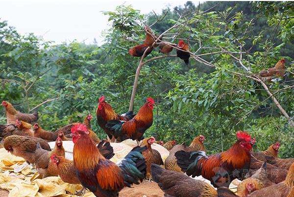 土鸡和圈养鸡的区别在哪里？有些什么技巧区分？
