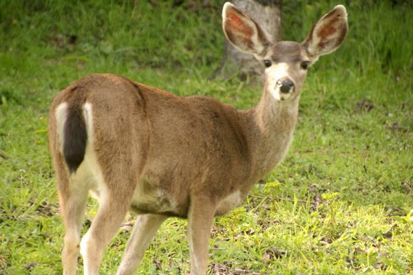 养30头鹿的利润是多少?养鹿的成本和利润