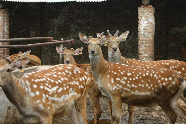 养30头鹿的利润是多少?养鹿的成本和利润