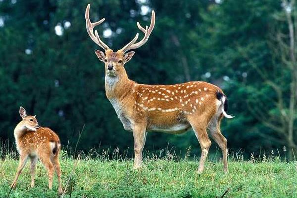 养30头鹿的利润是多少?养鹿的成本和利润