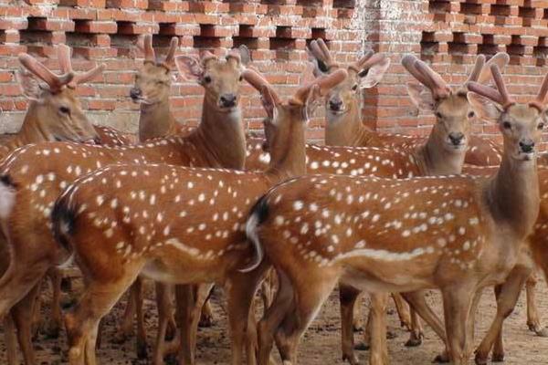 养30头鹿的利润是多少?养鹿的成本和利润