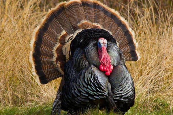 火鸡怎么养?有哪些需要注意的?