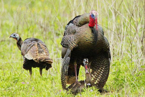 火鸡怎么养?有哪些需要注意的?