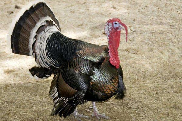 火鸡怎么养?有哪些需要注意的?