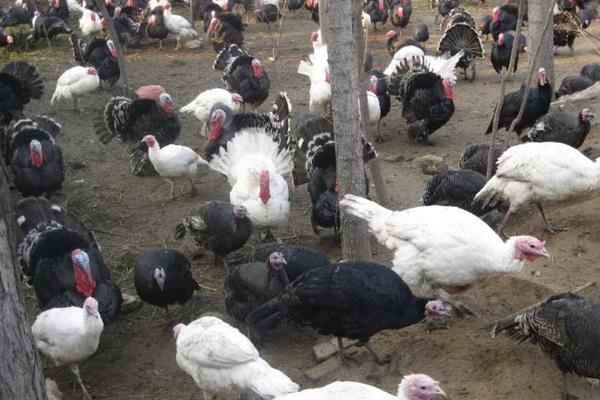 火鸡怎么养?有哪些需要注意的?