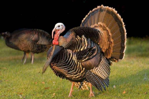 火鸡怎么养?有哪些需要注意的?