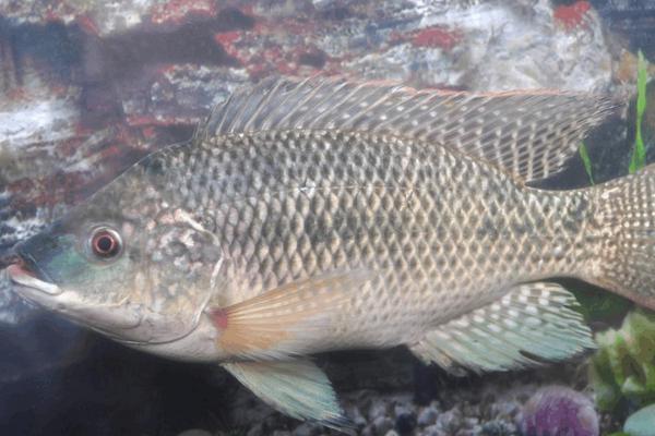 2018养罗非鱼赚钱吗?罗非鱼养殖的利润与投资成本及前景预测