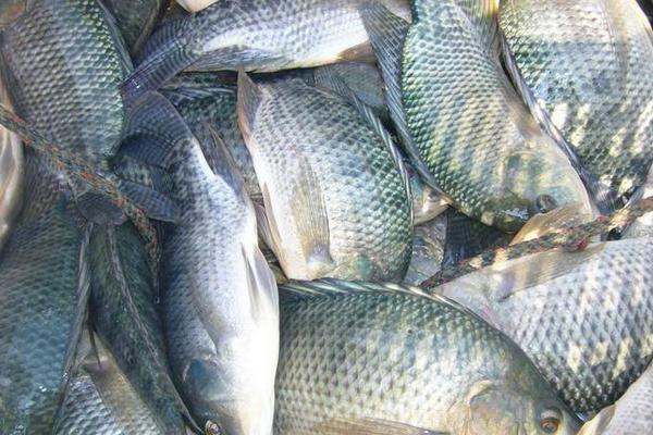 2018养罗非鱼赚钱吗?罗非鱼养殖的利润与投资成本及前景预测