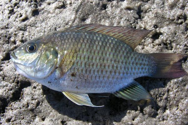 2018养罗非鱼赚钱吗?罗非鱼养殖的利润与投资成本及前景预测