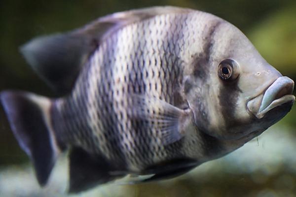 2018养罗非鱼赚钱吗?罗非鱼养殖的利润与投资成本及前景预测