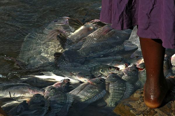 2018养罗非鱼赚钱吗?罗非鱼养殖的利润与投资成本及前景预测