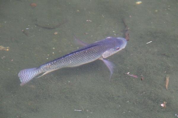 2018养罗非鱼赚钱吗?罗非鱼养殖的利润与投资成本及前景预测