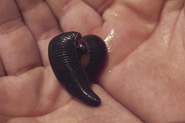 2018养水蛭赚钱吗?水蛭养殖的利润与投资成本及前景预测