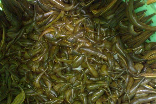 2018养水蛭赚钱吗?水蛭养殖的利润与投资成本及前景预测