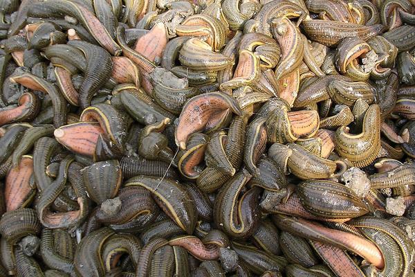 2018养水蛭赚钱吗?水蛭养殖的利润与投资成本及前景预测