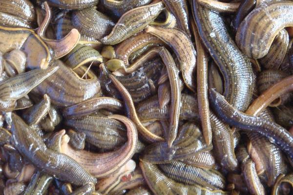 2018养水蛭赚钱吗?水蛭养殖的利润与投资成本及前景预测