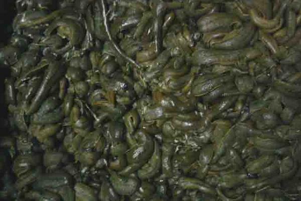 2018养水蛭赚钱吗?水蛭养殖的利润与投资成本及前景预测