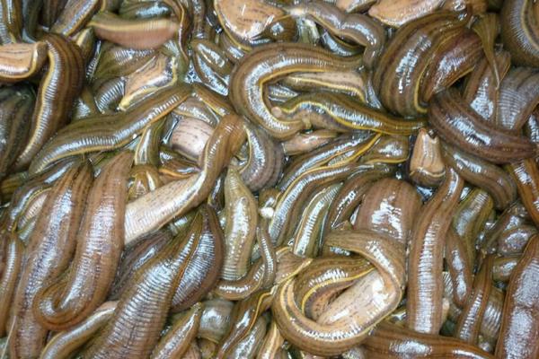 2018养水蛭赚钱吗?水蛭养殖的利润与投资成本及前景预测