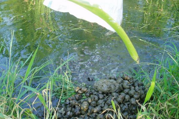 2018养田螺赚钱吗?田螺养殖的利润与投资成本及前景预测