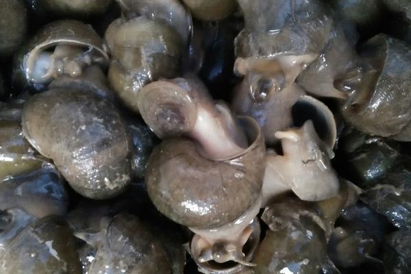 2018养田螺赚钱吗?田螺养殖的利润与投资成本及前景预测