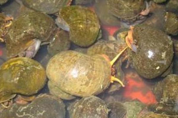 2018养田螺赚钱吗?田螺养殖的利润与投资成本及前景预测