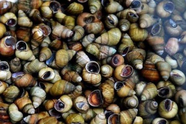 2018养田螺赚钱吗?田螺养殖的利润与投资成本及前景预测